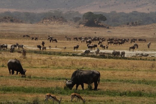 No need to leave, Ngorongoro Crater