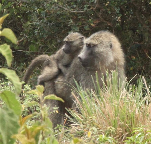 Olive baboon with young