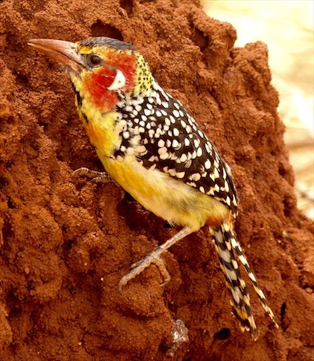 Red and Yellow Barbet