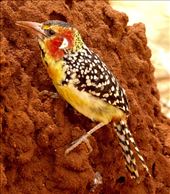 Red and Yellow Barbet: by vagabonds3, Views[323]