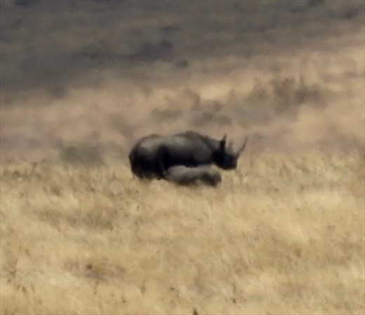 Mother black rhino and baby, Ngorongoro