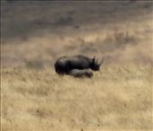 Mother black rhino and baby, Ngorongoro: by vagabonds3, Views[127]