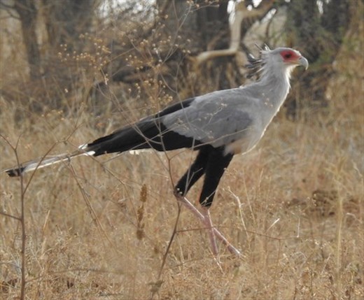 Secretary Bird