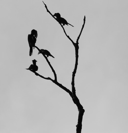 Silvery-cheeked Hornbill, not so rare? Amani Biosphere Reserve