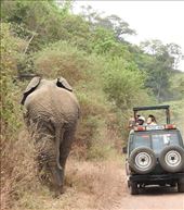 Size does matter, Serengeti: by vagabonds3, Views[118]