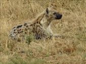 Spotted hyena, Serengeti NP: by vagabonds3, Views[110]