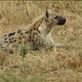 Spotted hyena, Serengeti NP Views[112]