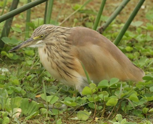 Squacco Heron