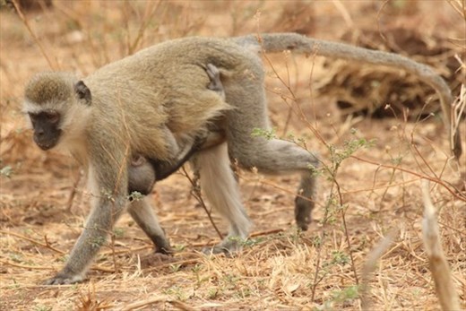 Vervet Monkey and Baby