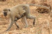 Vervet Monkey and Baby: by vagabonds3, Views[317]
