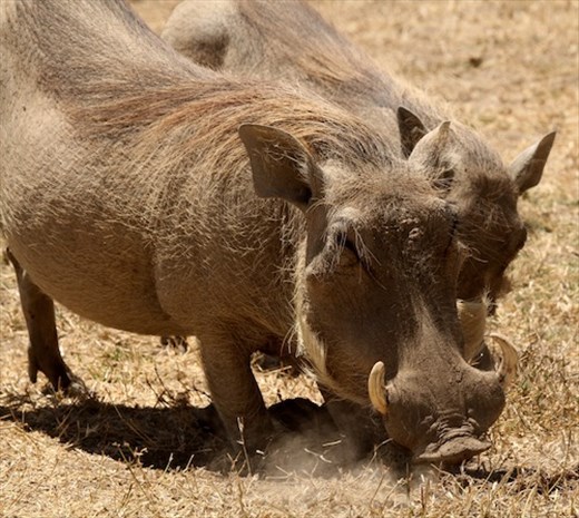 Warthogs