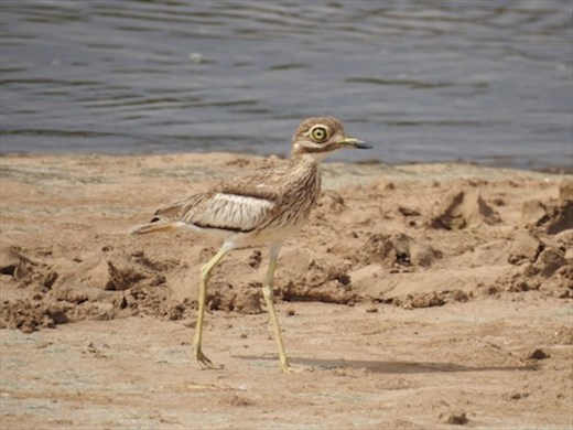 Water Thick-knee