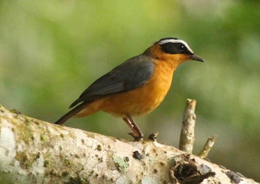 White-browed Robin Chat