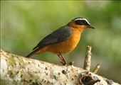 White-browed Robin Chat: by vagabonds3, Views[286]