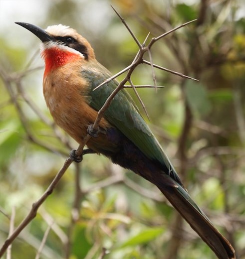 White-fronted Bee-eater