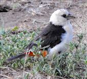 White-headed Buffalo Weaver: by vagabonds3, Views[353]