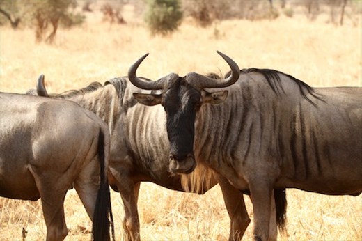 Wildebeeste up close, 
