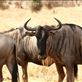Wildebeeste up close,  Views[127]