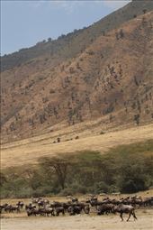 Resident wildebeeste, Ngorongoro: by vagabonds3, Views[160]