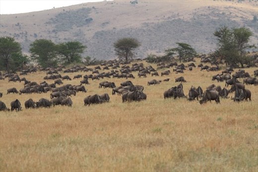 Wildebeeste migration, Serengeti NP