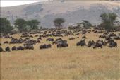 Wildebeeste migration, Serengeti NP: by vagabonds3, Views[599]