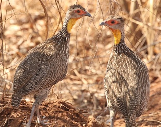 Yellow-necked Spurfowl
