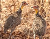Yellow-necked Spurfowl: by vagabonds3, Views[316]