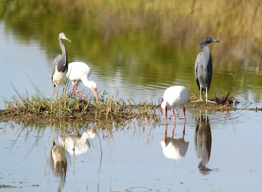 Three of forty-seven, Christmas Count