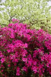 Oh, Springtime — a-a-choo!: by vagabonds3, Views[184]