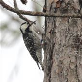 Red Cockaded Woodpecker, Babcock Webb Wildlife Mgmt Area: by vagabonds3, Views[328]