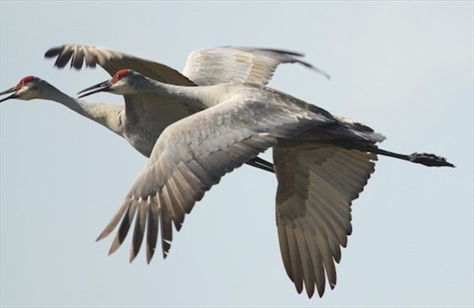 Sandhill Cranes, Harnes Marsh