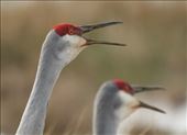 Sandhill Cranes, Harnes Marsh: by vagabonds3, Views[365]