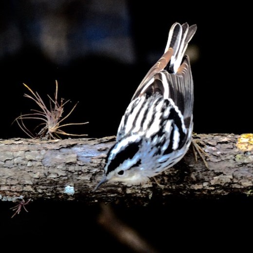 Black and White Warbler, Lettuce Lake Park