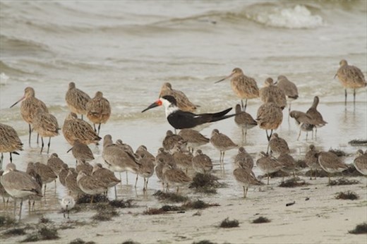 Marbled Godwits and American Skimmer, McDill AFB