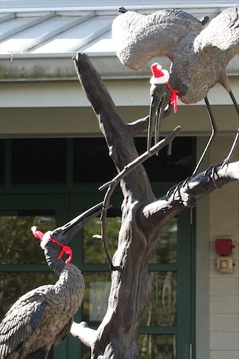 Wood storks dressed for the season, Corkscrew Sanctuary