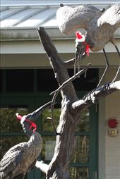 Wood storks dressed for the season, Corkscrew Sanctuary: by vagabonds3, Views[312]