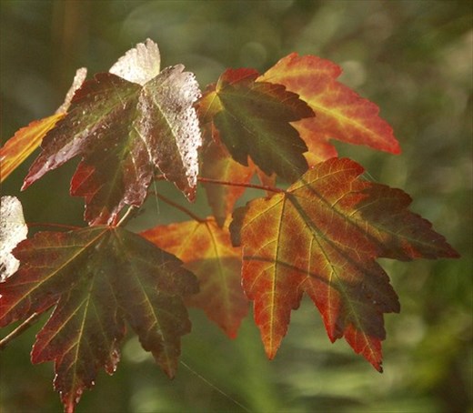 Fall colors, Corkscrew NWR