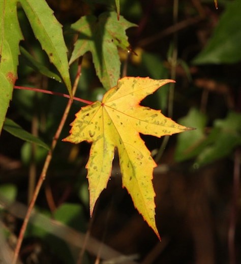 Autumn leaf, Corkscrew Sanctuary