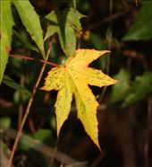 Autumn leaf, Corkscrew Sanctuary: by vagabonds3, Views[347]