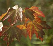 Fall colors, Corkscrew NWR: by vagabonds3, Views[320]