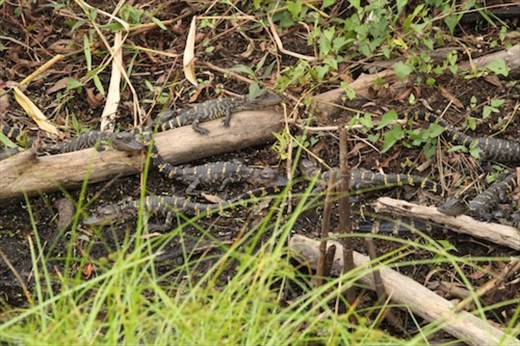 Baby gators, Corkscrew Swamp