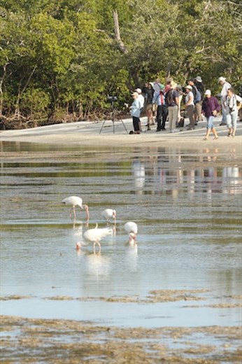 Birding group on Bunche Reserve Beach