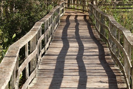 Boardwalk through Corkscrew Swamp