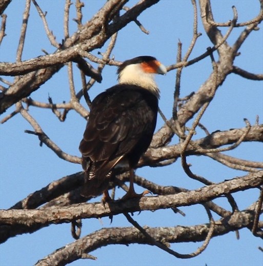 Caracara