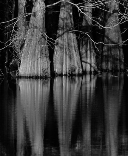 Cypress trees, Six Mile Cypress Slough