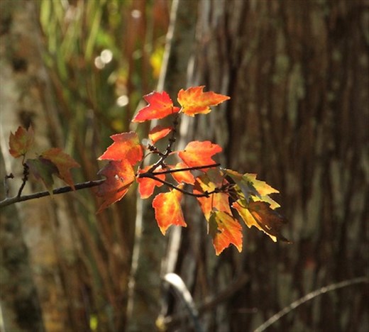 Fall colors, Corkscrew NWR