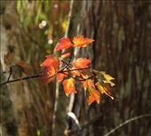 Fall colors, Corkscrew NWR: by vagabonds3, Views[322]