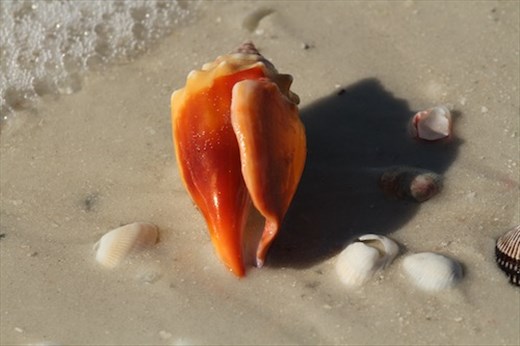 Florida conch, Fort Myers Beach