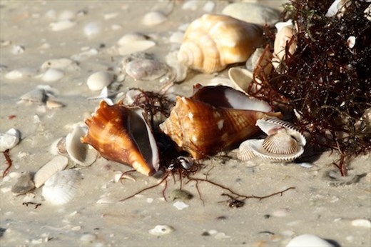 High tide line, Fort Myers Beach