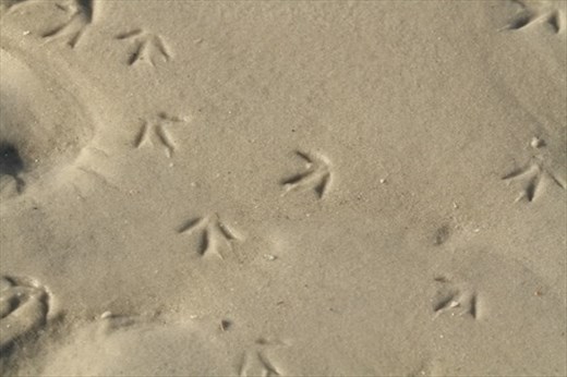 Bird prints on the sandbar, Bunche Reserve Beach